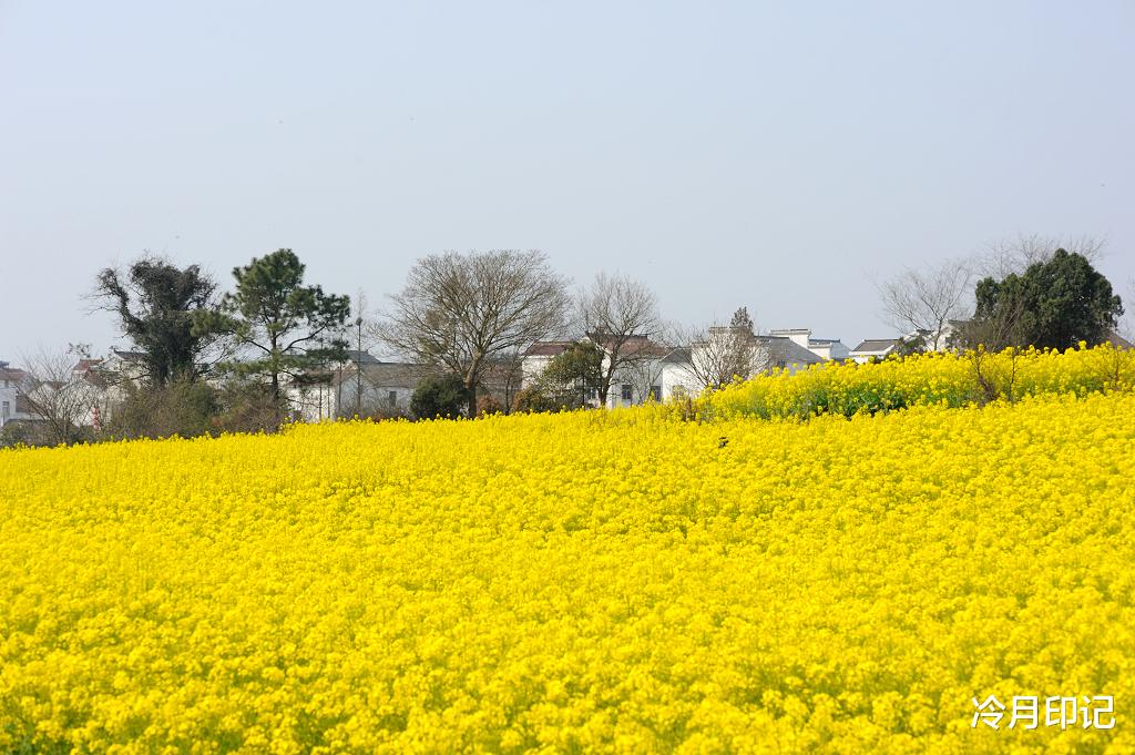 油菜花■南京最美的油菜花海，足足有20万亩，不要门票坐地铁就可以去
