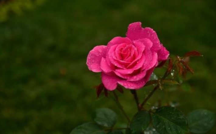 属兔|微胖最有福气，越胖越有福，财运越旺，微胖型美女的属相