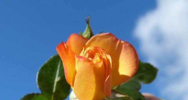 |7月，四个星座，即财富上吉和事业腾达从7月开始