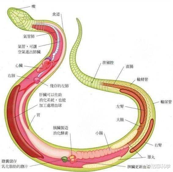 毒蛇|毒蛇和无毒蛇的弱点分别是什么？