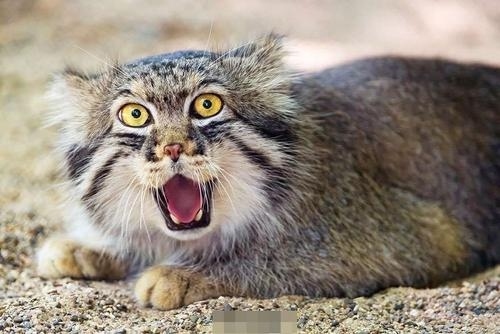 掠食者|为什么有猫科动物这种顶级掠食者，还会有犬科动物？