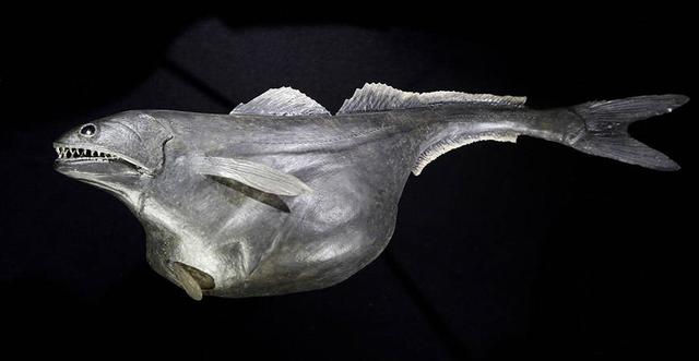 |自然界最恐怖的吃货——黑叉齿鱼，管它多大，一口吞下去就完了