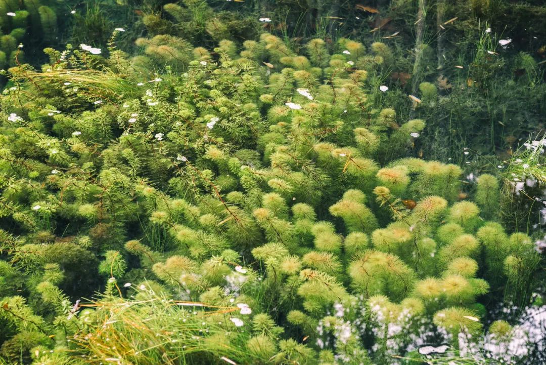 「重庆」在最美的季节,打卡主城隐秘的净土