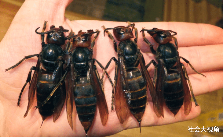 『美国』美国疫情没结束，多地又遭到“杀人蜂”袭击，特朗普的“末日”到了！