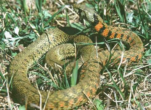 【科学家】这种毒蛇体内藏有毒液,很多人却认为它是无毒蛇,这是什么原因?
