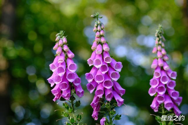 生肖|在8月份，思念犹在，情投意合，但相爱难相守的三大星座