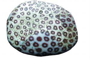 新疆维吾尔自治区|我们不光有和田玉，这10种“石头”，也有收藏价值