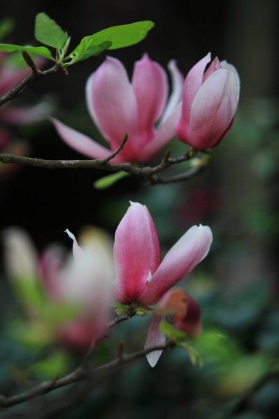 「高峰」未来五个月逐渐攀登财富高峰，苦尽甘来，偏财就手的四属相