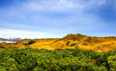 [陈琳]凌晨2点, 杨坤搭档\戴着口罩, 穿着红鞋\, 惨死草丛, 尸检报告藏真相?