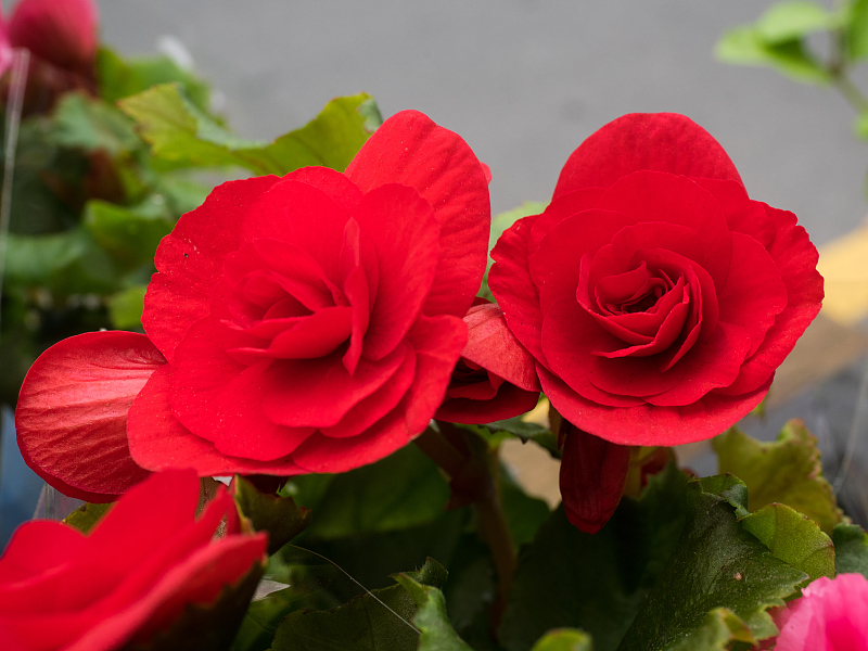 生肖■5月中旬，红鸾星动，桃花盛开，财喜两旺的4生肖