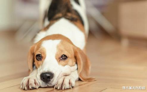 狗狗“伸懒腰”的5个意思，你知道吗？