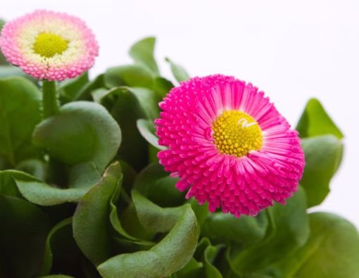 大旺|下月事业大旺，财多福至，4属相好事成双，生活令人羡慕