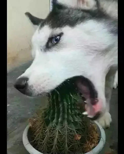 二哈和主人必须疯一个？二哈：糟糕，碰上对手了