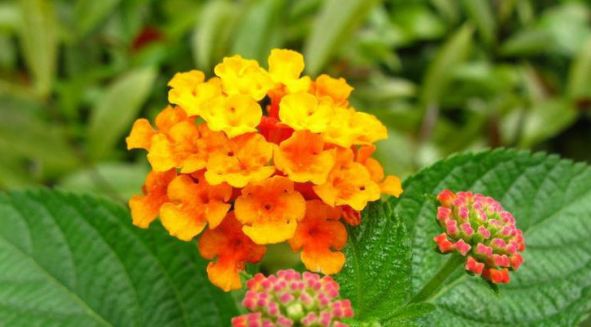 [生肖]一生无忧无虑不缺钱的3种生肖女，不仅被丈夫宠着，子女还很孝顺