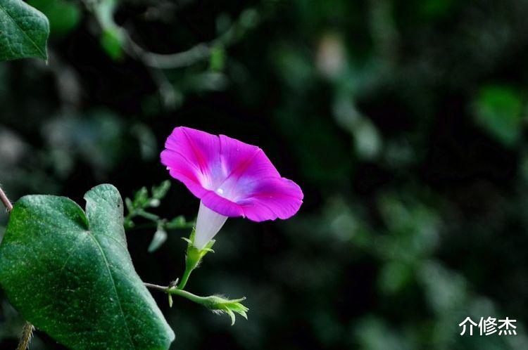 双子座|9月上旬起，相思无解前缘暗涌，将与旧爱重逢，暖心相拥的4大星座