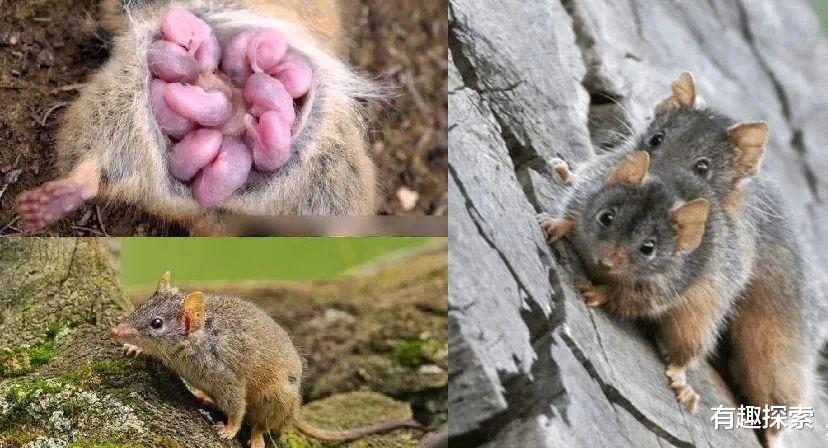 「大象」可坚持23时15分，它是陆地交配最长久物种，雌性等待5年才怀孕