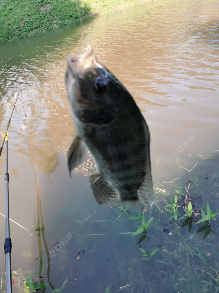 钓鱼|没忘的小河，想念的老友，河边再相逢