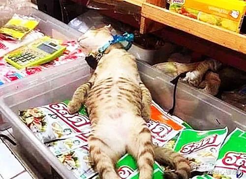 老板临时有事让猫咪看店，过了几分钟回来后：你这败家玩意呀