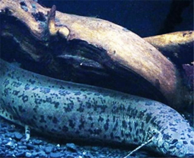 「」全球对自己最狠的鱼,被人挖出后发现:为了生存吃掉一半身体!