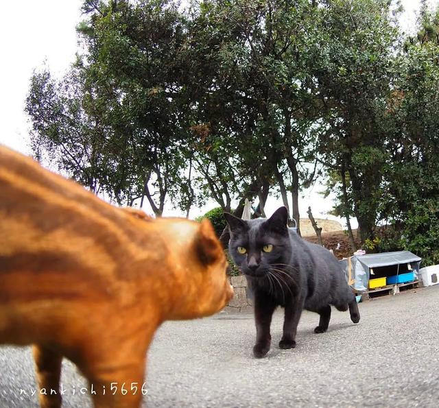 泪目！在这位日本小哥的镜头下，流浪猫竟然学会了飞翔！