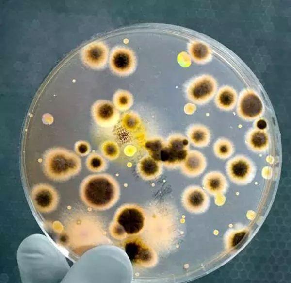 『蛋白质』人类体温为何是37℃,而不是27℃或者47℃?