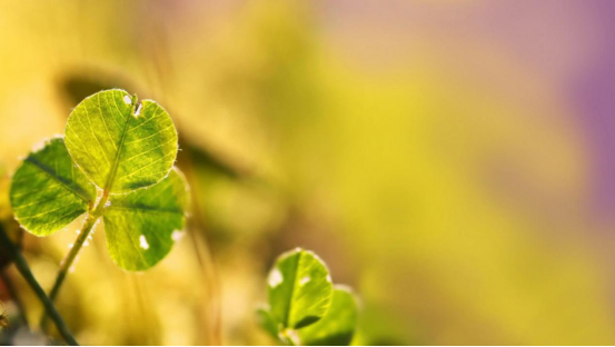 「天秤座」6月末,桃花浮现,真爱降临,这几个星座即将拥有忠贞不渝的爱情