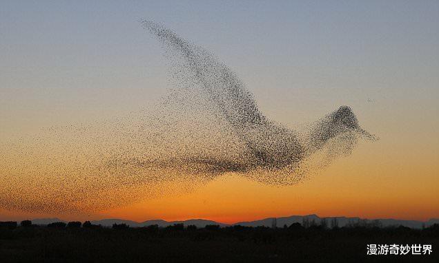 鳄鱼|令人眼界大开25张图，看完层次又提升了！
