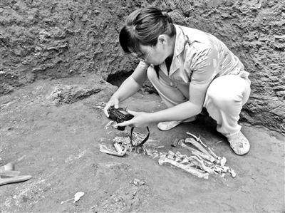 秦始皇|古墓出土秦始皇祖母的宠物,数千年前的异种,如今却早已灭绝