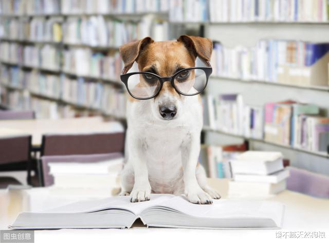 狗狗智商高的8个表现，中5个以上，恭喜你养了个“天才狗”