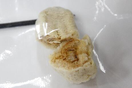 半岛晨报|大连海关截获数千枚魔花螳螂幼虫及虫卵