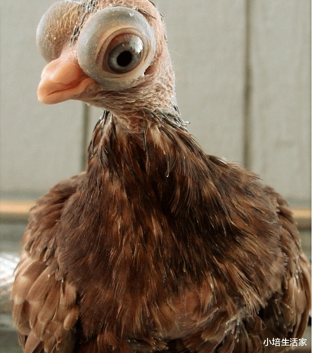 []看起来不同寻常的“诡异”生物，请问是魔法世界来的吗？