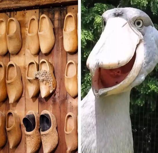 鸟中“哈士奇”爆红网络，世界上最大头的鸟，网友：这是真高手