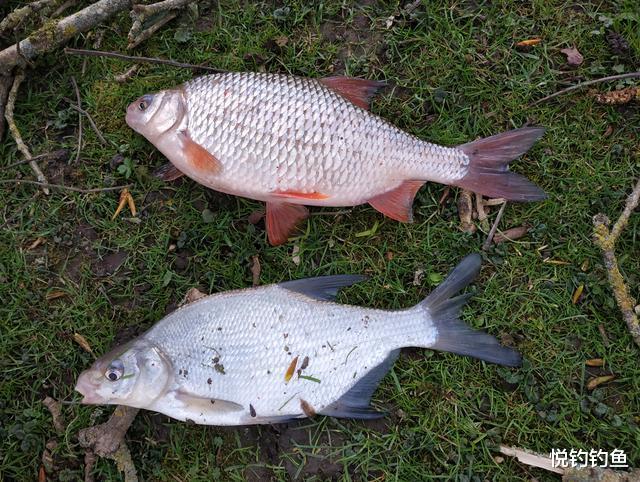 红眼|当严苛的钓鱼法规遇上善良的当地钓友，我想我还会再来的……