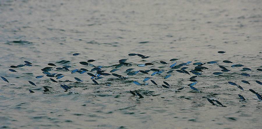 鲫鱼|又空军了!夏季钓鱼,为什么相对于冬季来说这么难?