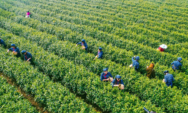 马云|马云早已言明！农村3大“机遇”已经出现，穷人翻身的机会来了？