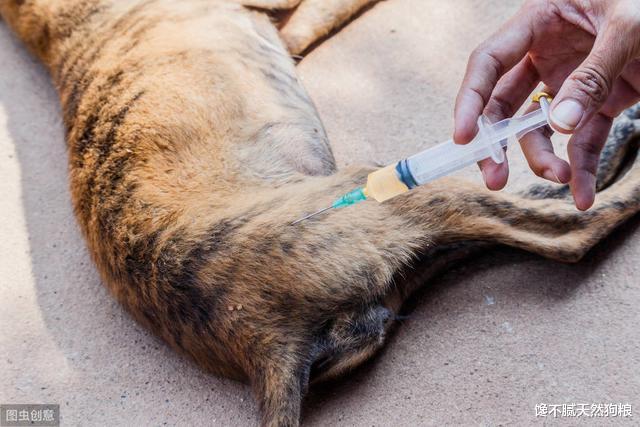 训练狗狗的最佳时间，你错过了吗？