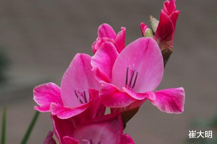 生肖|下半年，事业有贵人，爱情有桃花，财源广阔的4大生肖