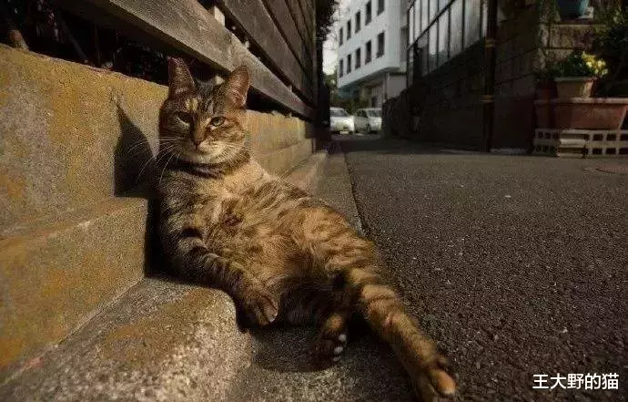 为什么猫咪在发情期间喜欢到处乱尿，并且气味比平时的尿液难闻？