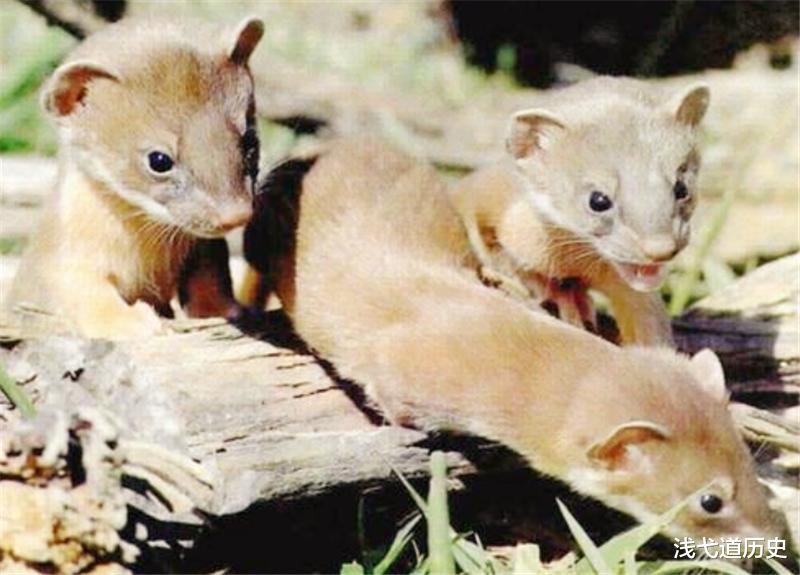 黄鼠狼|为什么“黄鼠狼”不能吃,难道是因为迷信?李时珍曾给出过答案