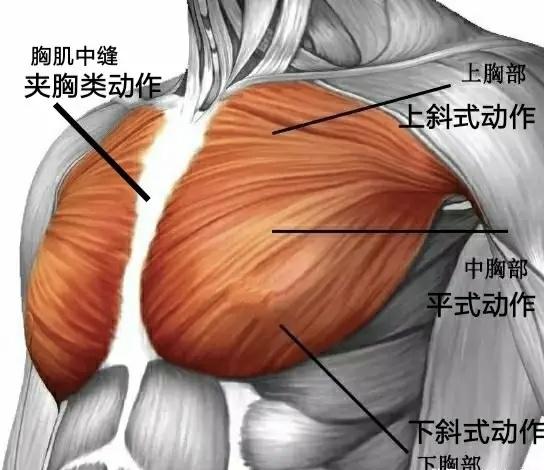 哑铃|就用一对哑铃和4个动作,在家就能练出结实雄壮的胸肌