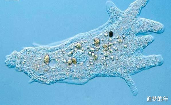 【】地球上能无视核武器的十种生物，第二种已冲向了宇宙