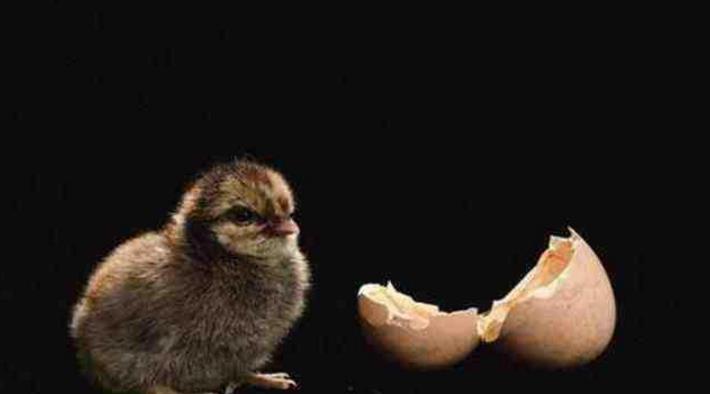 『科学家』先有鸡还是先有蛋呢?原来我们都想错了,科学家给出正确答案