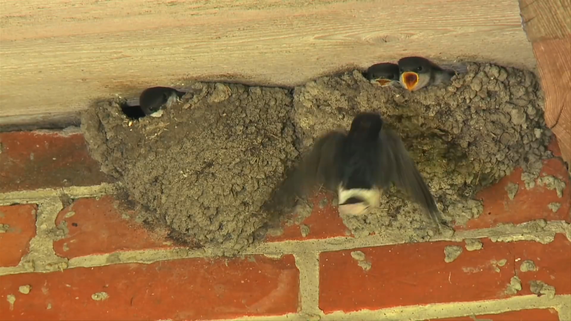 「白羊座」三大生肖人，成功虽然来得较晚，但只要坚持不懈，铁柱都能磨成针