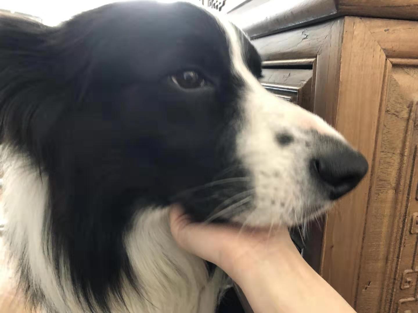 苏州一力苏州物流园寻找黑白公边牧