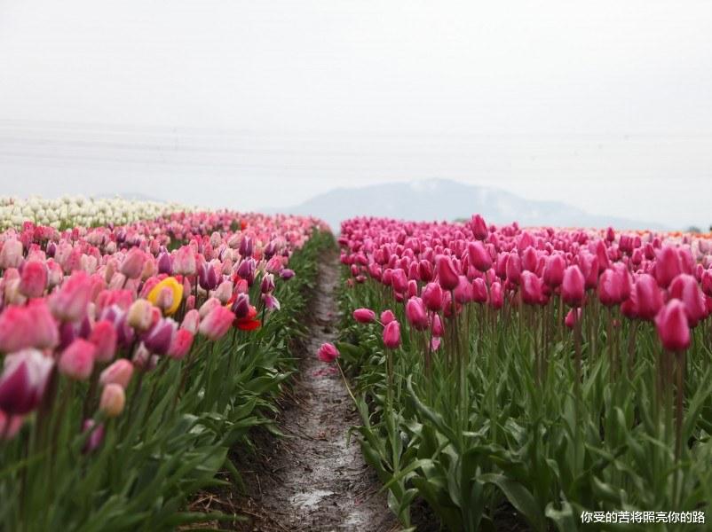 属兔▲7月好运来敲门，财运一路飙升，横财滚滚进家门的四属相