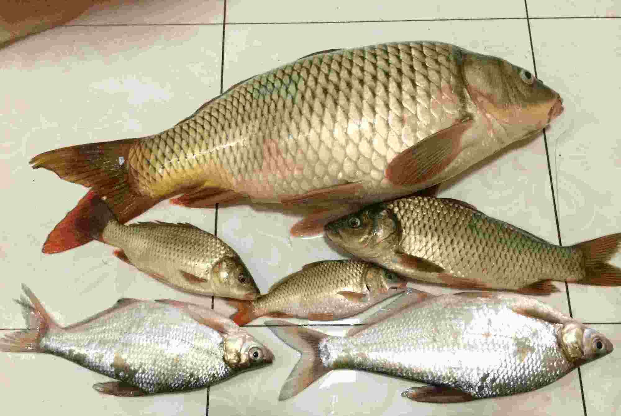 钓鱼|一天之中，这两个时间段鱼儿最活跃，整明白后鱼获满满太轻松