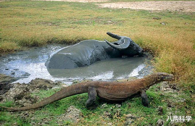 科莫多龙|科莫多龙的口水有毒？嗜血？杀人如麻？科莫多龙的神话与现实！