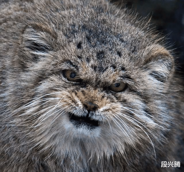 表情包：这只猫500万年没有进化过，比狼还凶，人们却把它当成表情包