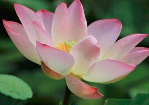 生肖|天生爱打扮的四生肖女，颜值高身材好，不缺追求者