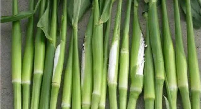 玉米|玉米上发霉还能吃？这东西可是美味，现在有钱都难买到